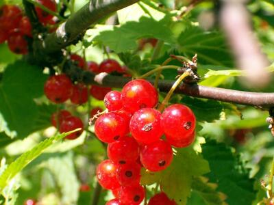 Red currant