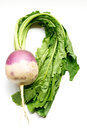 Turnip