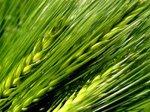 Wheatgrass